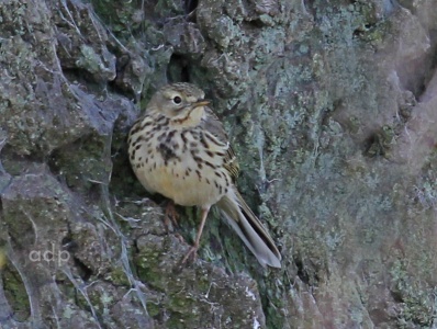 Meadow Pipit (Anthus pratensis) Alan Prowse